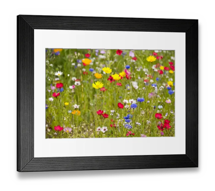 Framed Print : Colorful flower meadow, Lower Saxony, Germany Framed Print : Colorful flower meadow, Lower Saxony, Germany