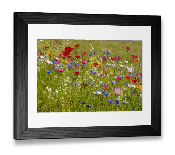 Framed Print : Colorful flower meadow, Lower Saxony, Germany Framed Print : Colorful flower meadow, Lower Saxony, Germany
