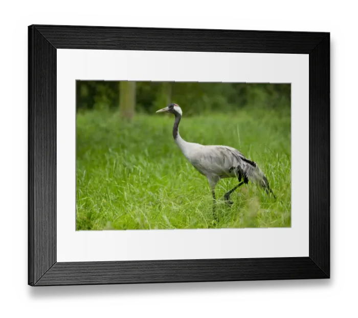 Framed Print : Gray common crane -Grus grus-, adult, Lower Saxony, Germany Framed Print : Gray common crane -Grus grus-, adult, Lower Saxony, Germany