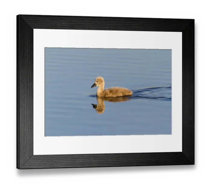 Framed Print : Mute Swan -Cygnus olor-, chick with reflection, Seewinkel, Burgenland, Austria Framed Print : Mute Swan -Cygnus olor-, chick with reflection, Seewinkel, Burgenland, Austria