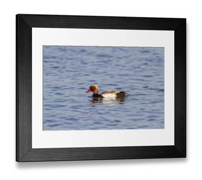 Framed Print : Red-crested pochard -Netta rufina-, Seewinkel, Burgenland, Austria Framed Print : Red-crested pochard -Netta rufina-, Seewinkel, Burgenland, Austria