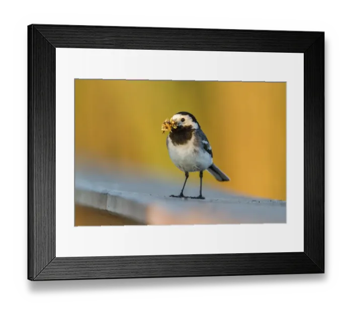 Framed Print : White Wagtail -Motacilla alba- in breeding plumage, with feed in its beak, Seewinkel, Burgenland, Austria Framed Print : White Wagtail -Motacilla alba- in breeding plumage, with feed in its beak, Seewinkel, Burgenland, Austria