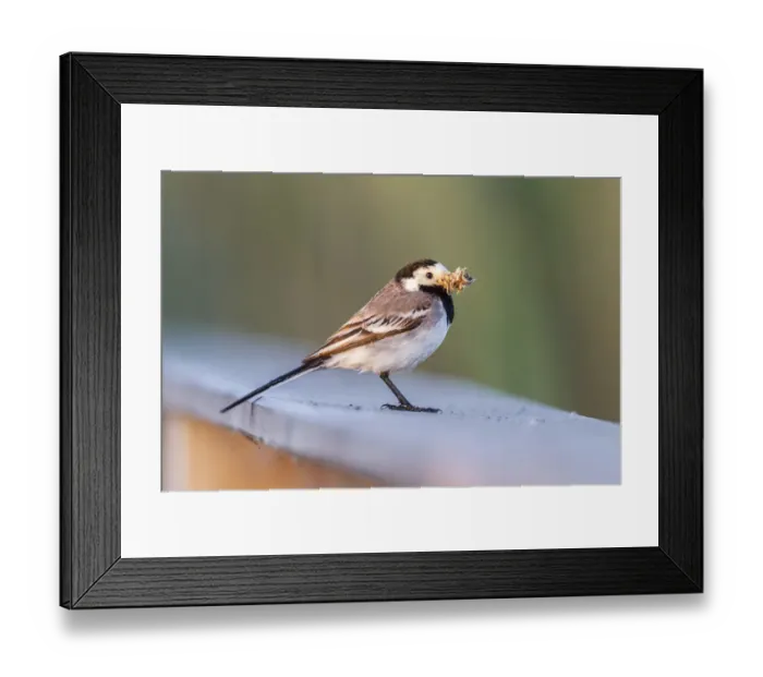 Framed Print : White Wagtail -Motacilla alba- in breeding plumage, with feed in its beak, Seewinkel, Burgenland, Austria Framed Print : White Wagtail -Motacilla alba- in breeding plumage, with feed in its beak, Seewinkel, Burgenland, Austria