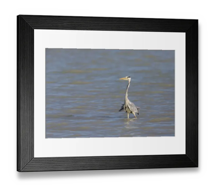 Framed Print : Grey Heron -Ardea cinerea- standing in water, Seewinkel, Burgenland, Austria Framed Print : Grey Heron -Ardea cinerea- standing in water, Seewinkel, Burgenland, Austria