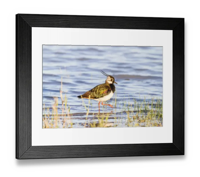 Framed Print : Northern Lapwing -Vanellus vanellus- in breeding plumage, Seewinkel, Burgenland, Austria
