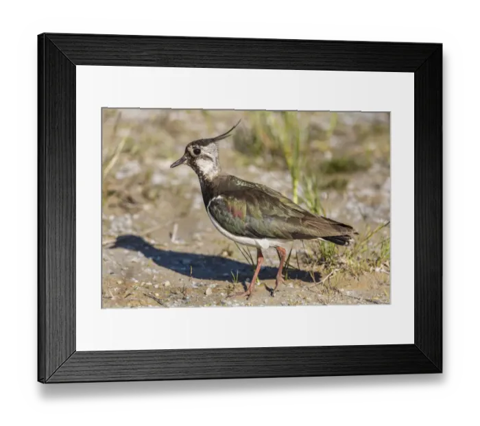 Framed Print : Northern Lapwing -Vanellus vanellus- in breeding plumage, Seewinkel, Burgenland, Austria Framed Print : Northern Lapwing -Vanellus vanellus- in breeding plumage, Seewinkel, Burgenland, Austria