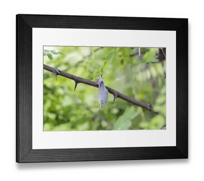 Framed Print : Mouse impaled on thorns, larder of a Red-backed Shrike Framed Print : Mouse impaled on thorns, larder of a Red-backed Shrike