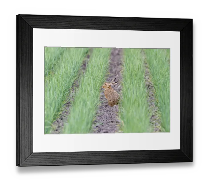 Framed Print : European Hare or Brown Hare -Lepus europaeus-, Seewinkel, Burgenland, Austria Framed Print : European Hare or Brown Hare -Lepus europaeus-, Seewinkel, Burgenland, Austria
