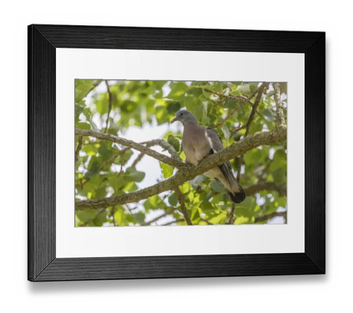 Framed Print : Wood Pigeon -Columba palumbus-, young bird perched on a branch, Seewinkel, Burgenland, Austria Framed Print : Wood Pigeon -Columba palumbus-, young bird perched on a branch, Seewinkel, Burgenland, Austria