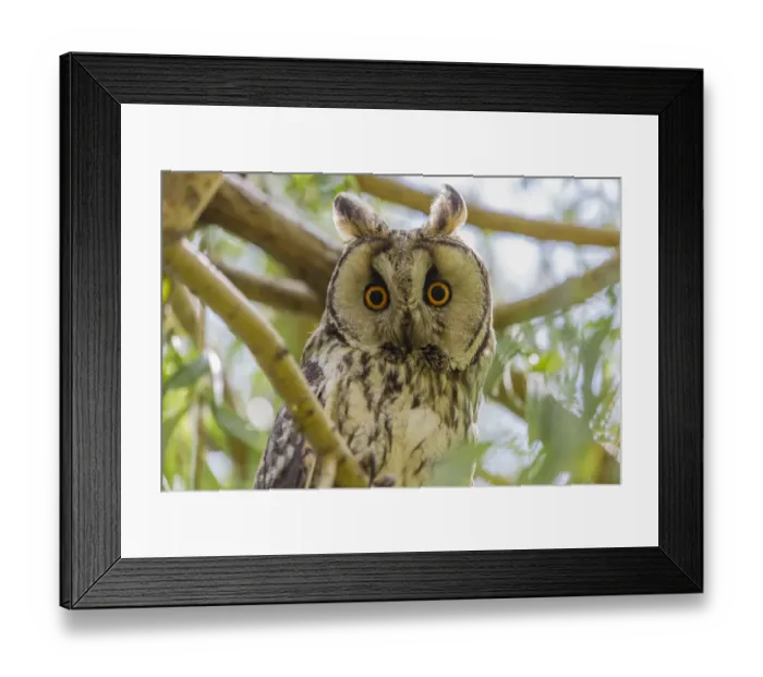 Framed Print : Long-eared owl -Asio otus- sitting on branch, Seewinkel, Burgenland, Austria