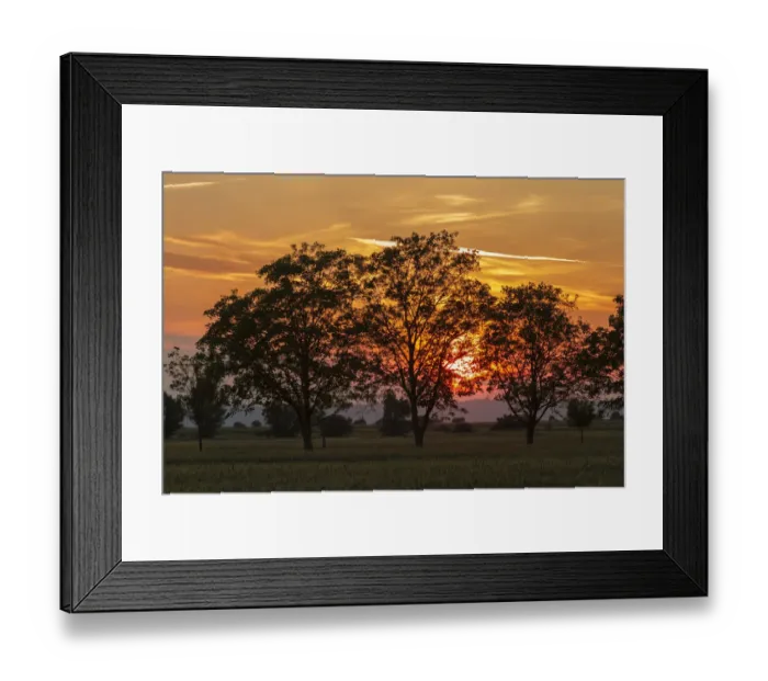 Framed Print : Trees at sunset, Seewinkel, Burgenland, Austria Framed Print : Trees at sunset, Seewinkel, Burgenland, Austria