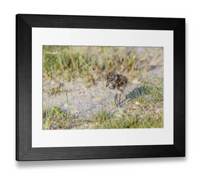 Framed Print : Northern Lapwing -Vanellus vanellus-, chick, Seewinkel, Burgenland, Austria Framed Print : Northern Lapwing -Vanellus vanellus-, chick, Seewinkel, Burgenland, Austria