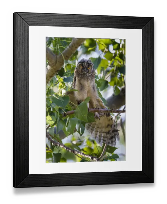 Framed Print : Young Long-eared owl -Asio otus- sitting on branch, stretching wings, Seewinkel, Burgenland, Austria Framed Print : Young Long-eared owl -Asio otus- sitting on branch, stretching wings, Seewinkel, Burgenland, Austria