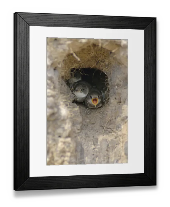 Framed Print : Sand Martins -Riparia riparia-, young birds in breeding holes, Emsland, Lower Saxony, Germany Framed Print : Sand Martins -Riparia riparia-, young birds in breeding holes, Emsland, Lower Saxony, Germany