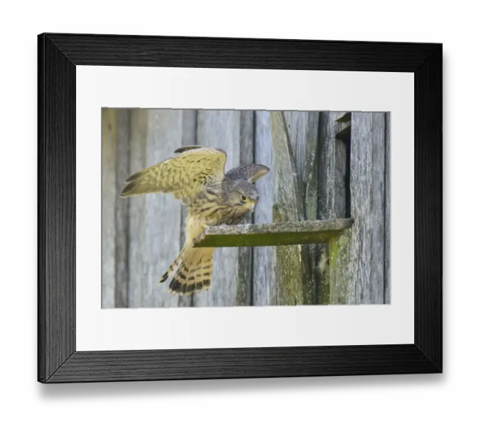 Framed Print : Common Kestrel -Falco tinnunculus-, young bird, Emsland, Lower Saxony, Germany Framed Print : Common Kestrel -Falco tinnunculus-, young bird, Emsland, Lower Saxony, Germany