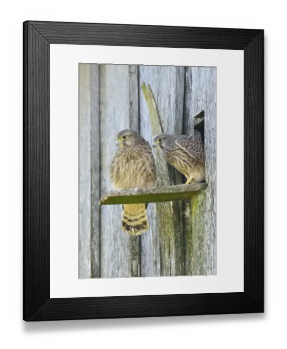 Framed Print : Common Kestrels -Falco tinnunculus-, young birds, Emsland, Lower Saxony, Germany Framed Print : Common Kestrels -Falco tinnunculus-, young birds, Emsland, Lower Saxony, Germany