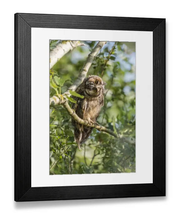 Framed Print : Young Long-eared owl -Asio otus- sitting on branch, Seewinkel, Burgenland, Austria Framed Print : Young Long-eared owl -Asio otus- sitting on branch, Seewinkel, Burgenland, Austria