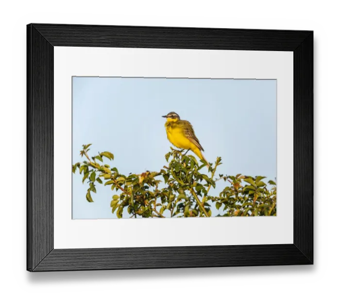 Framed Print : Western Yellow Wagtail -Motacilla flava- in breeding plumage, perched on a shrub, Seewinkel, Burgenland, Austria Framed Print : Western Yellow Wagtail -Motacilla flava- in breeding plumage, perched on a shrub, Seewinkel, Burgenland, Austria