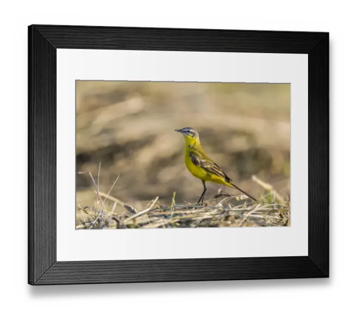 Framed Print : Western Yellow Wagtail -Motacilla flava- in breeding plumage, Seewinkel, Burgenland, Austria