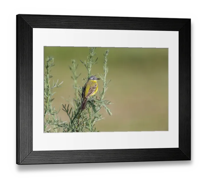 Framed Print : Western Yellow Wagtail -Motacilla flava- in breeding plumage, perched on a shrub, Seewinkel, Burgenland, Austria Framed Print : Western Yellow Wagtail -Motacilla flava- in breeding plumage, perched on a shrub, Seewinkel, Burgenland, Austria