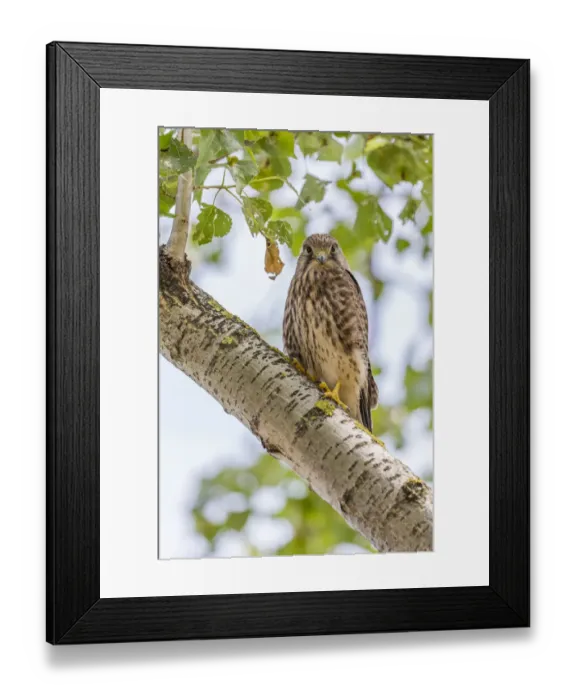 Framed Print : Young Common Kestrel -Falco tinnunculus- perched on a tree branch, Seewinkel, Burgenland, Austria Framed Print : Young Common Kestrel -Falco tinnunculus- perched on a tree branch, Seewinkel, Burgenland, Austria