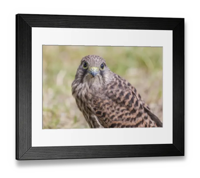 Framed Print : Young Common Kestrel -Falco tinnunculus- perched on the ground, Seewinkel, Burgenland, Austria Framed Print : Young Common Kestrel -Falco tinnunculus- perched on the ground, Seewinkel, Burgenland, Austria