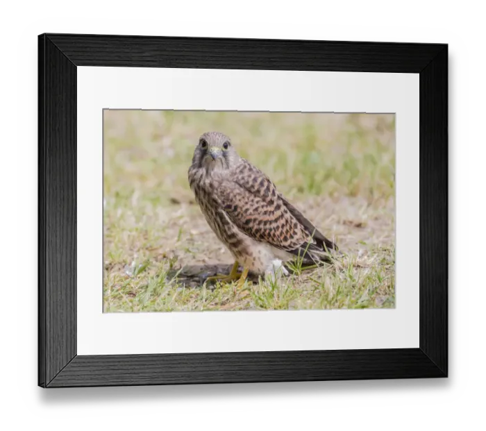Framed Print : Young Common Kestrel -Falco tinnunculus- perched on the ground, Seewinkel, Burgenland, Austria Framed Print : Young Common Kestrel -Falco tinnunculus- perched on the ground, Seewinkel, Burgenland, Austria