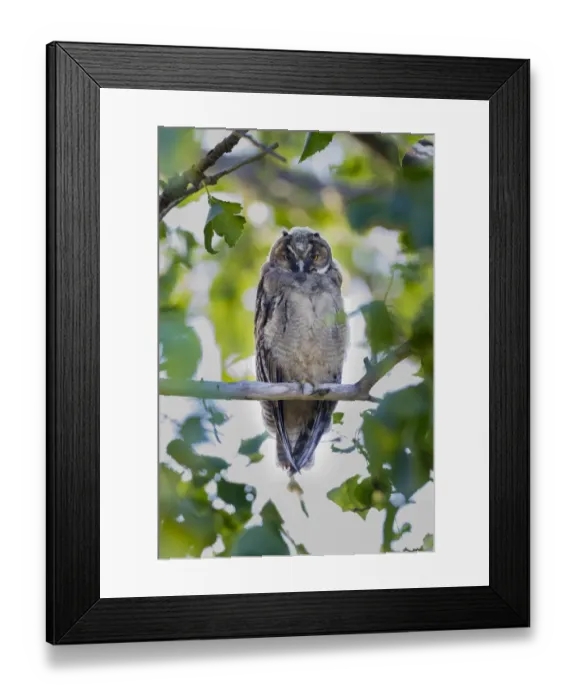 Framed Print : Young Long-eared owl -Asio otus- sitting on branch, Seewinkel, Burgenland, Austria Framed Print : Young Long-eared owl -Asio otus- sitting on branch, Seewinkel, Burgenland, Austria