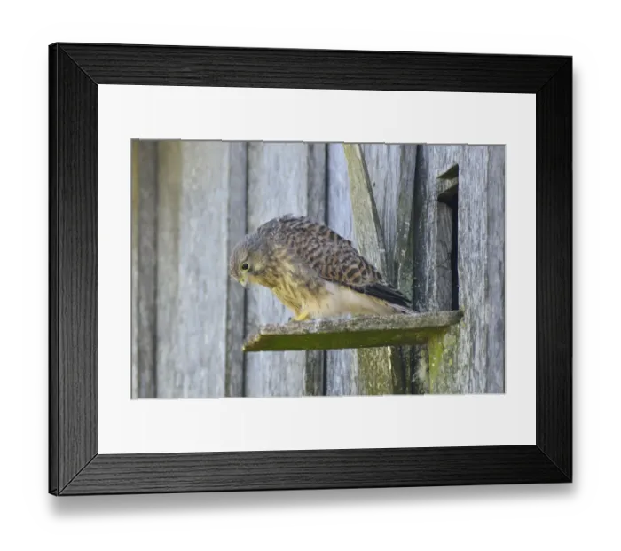 Framed Print : Common Kestrel -Falco tinnunculus-, young bird, Emsland, Lower Saxony, Germany Framed Print : Common Kestrel -Falco tinnunculus-, young bird, Emsland, Lower Saxony, Germany