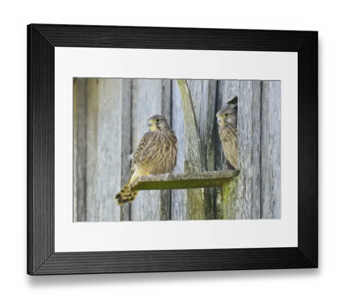 Framed Print : Common Kestrels -Falco tinnunculus-, young birds, Emsland, Lower Saxony, Germany