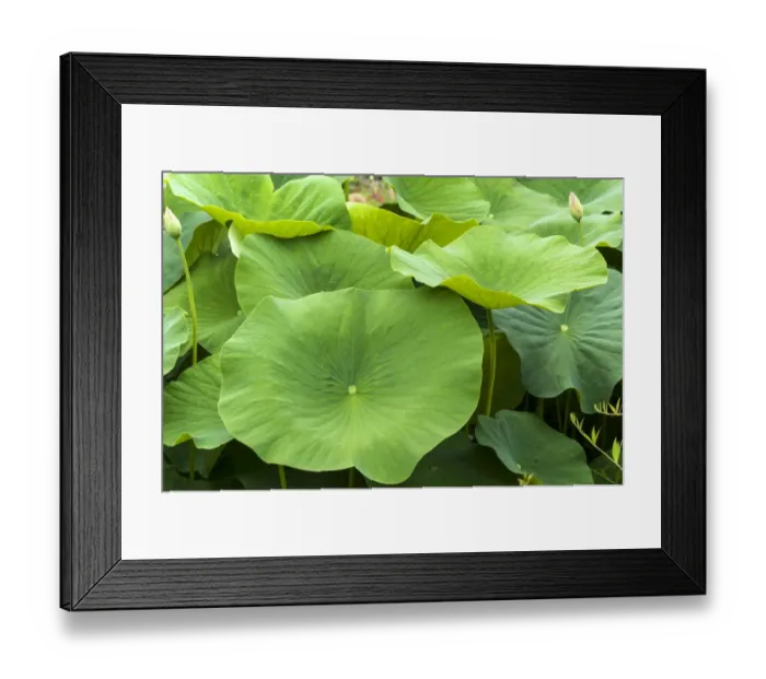 Framed Print : Leaves of a Lotus flower -Nelumbo-, Bavaria, Germany Framed Print : Leaves of a Lotus flower -Nelumbo-, Bavaria, Germany