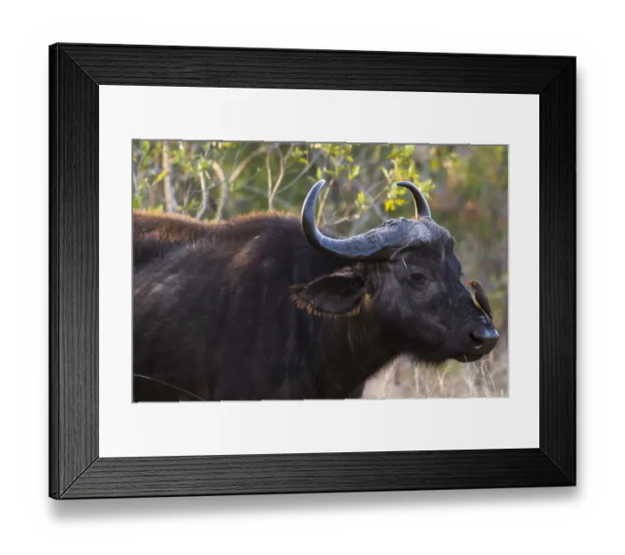 Framed Print : African Buffalo or Cape Buffalo -Syncerus caffer- with a Red-billed Oxpecker -Buphagus erythrorhynchus-, on its head, Kruger National Park, South Africa Framed Print : African Buffalo or Cape Buffalo -Syncerus caffer- with a Red-billed Oxpecker -Buphagus erythrorhynchus-, on its head, Kruger National Park, South Africa