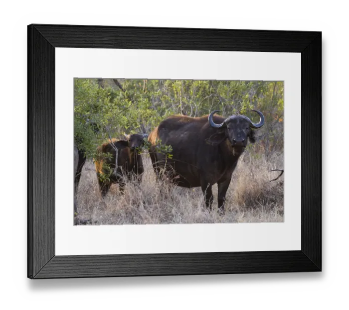 Framed Print : African Buffaloes or Cape Buffaloes -Syncerus caffer-, adult and calf, Kruger National Park, South Africa Framed Print : African Buffaloes or Cape Buffaloes -Syncerus caffer-, adult and calf, Kruger National Park, South Africa