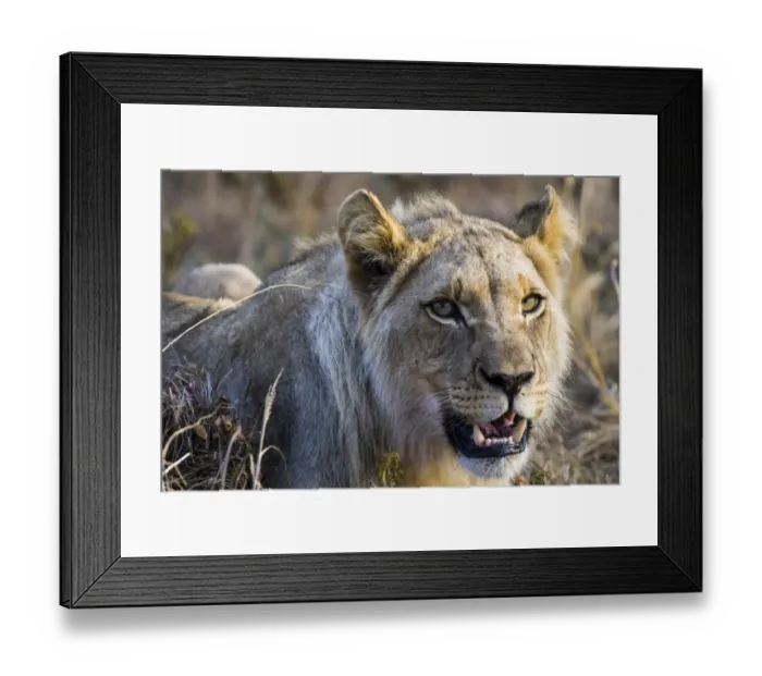 Framed Print : Lion -Panthera leo-, lioness, female, Kruger National Park, South Africa Framed Print : Lion -Panthera leo-, lioness, female, Kruger National Park, South Africa