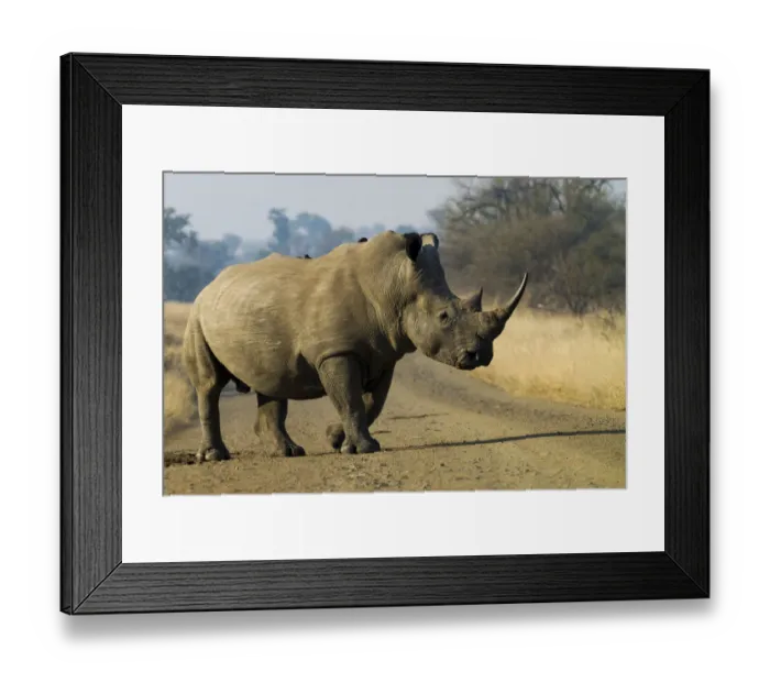 Framed Print : White Rhinoceros -Ceratotherium simum- with a Red-billed Oxpecker -Buphagus erythrorhynchus-, in the middle of a road, Kruger National Park, South Africa Framed Print : White Rhinoceros -Ceratotherium simum- with a Red-billed Oxpecker -Buphagus erythrorhynchus-, in the middle of a road, Kruger National Park, South Africa