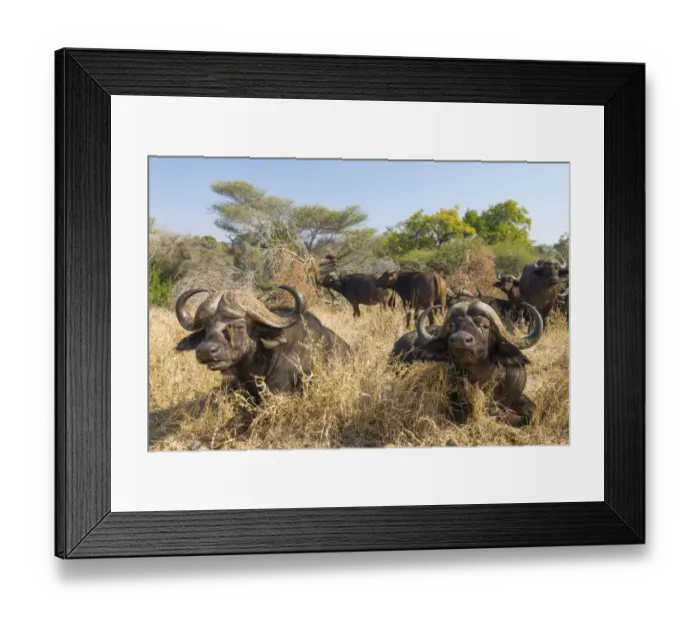 Framed Print : African Buffaloes or Cape Buffalose -Syncerus caffer- herd in the dry grass, Kruger National Park, South Africa Framed Print : African Buffaloes or Cape Buffalose -Syncerus caffer- herd in the dry grass, Kruger National Park, South Africa