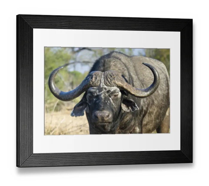 Framed Print : African Buffalo or Cape Buffalo -Syncerus caffer-, Kruger National Park, South Africa Framed Print : African Buffalo or Cape Buffalo -Syncerus caffer-, Kruger National Park, South Africa