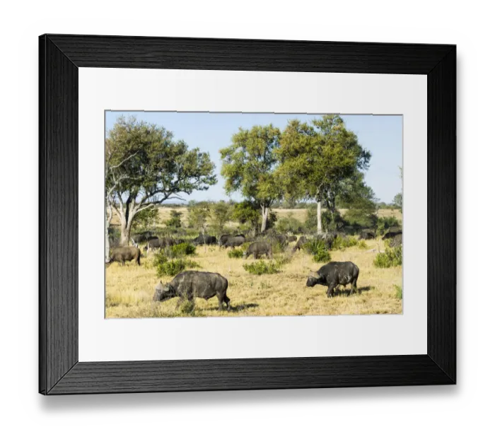 Framed Print : African Buffaloes or Cape Buffaloes -Syncerus caffer-, herd, Kruger National Park, South Africa Framed Print : African Buffaloes or Cape Buffaloes -Syncerus caffer-, herd, Kruger National Park, South Africa