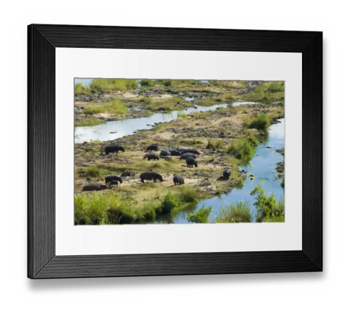 Framed Print : Hippos -Hippopotamus amphibius-, herd at a River, Kruger National Park, South Africa Framed Print : Hippos -Hippopotamus amphibius-, herd at a River, Kruger National Park, South Africa