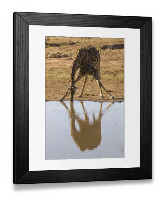 Framed Print : Giraffe -Giraffa camelopardalis- drinking at a waterhole, Kruger National Park, South Africa Framed Print : Giraffe -Giraffa camelopardalis- drinking at a waterhole, Kruger National Park, South Africa
