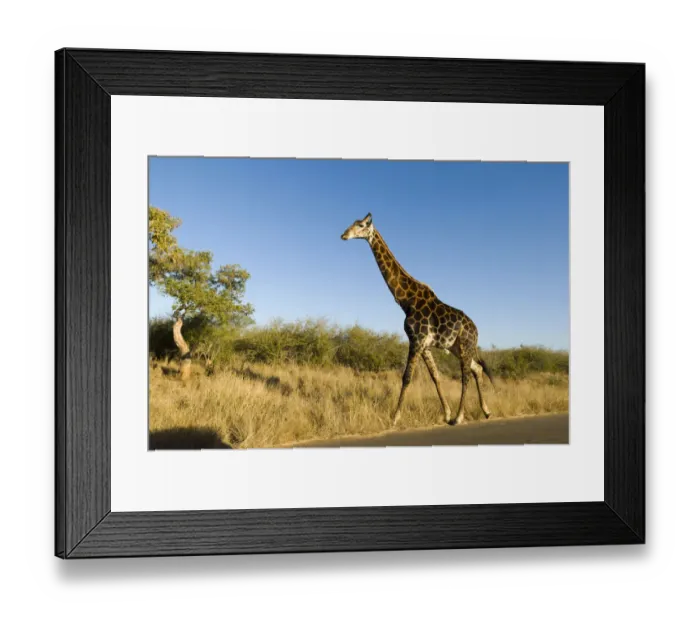 Framed Print : Giraffe -Giraffa camelopardalis- on a road, Kruger National Park, South Africa Framed Print : Giraffe -Giraffa camelopardalis- on a road, Kruger National Park, South Africa