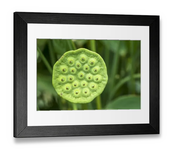 Framed Print : Seed pod of a Lotus flower -Nelumbo-, Bavaria, Germany Framed Print : Seed pod of a Lotus flower -Nelumbo-, Bavaria, Germany