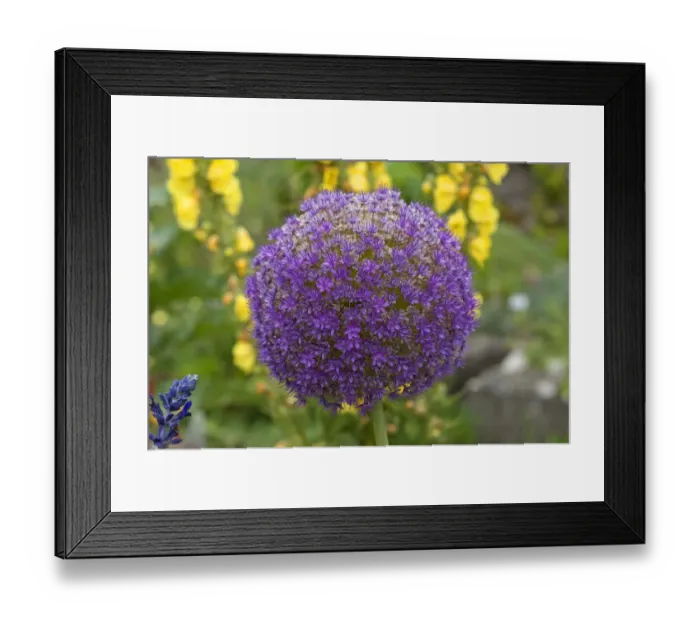 Framed Print : Flower of a Giant Onion or Giant Allium -Allium giganteum-, Bavaria, Germany Framed Print : Flower of a Giant Onion or Giant Allium -Allium giganteum-, Bavaria, Germany