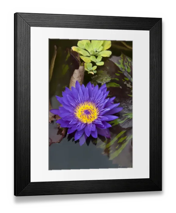 Framed Print : Flower of a Cape Blue Water Lily -Nymphaea capensis-, with an Edible Frog -Pelophylax esculentus- above the flower, Bavaria, Germany Framed Print : Flower of a Cape Blue Water Lily -Nymphaea capensis-, with an Edible Frog -Pelophylax esculentus- above the flower, Bavaria, Germany