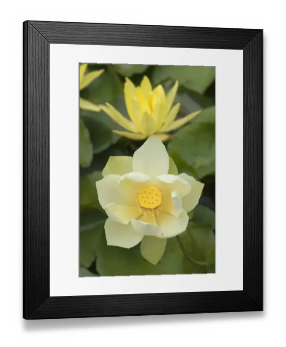 Framed Print : Lotus flower -Nelumbo nucifera-, Bavaria, Germany Framed Print : Lotus flower -Nelumbo nucifera-, Bavaria, Germany