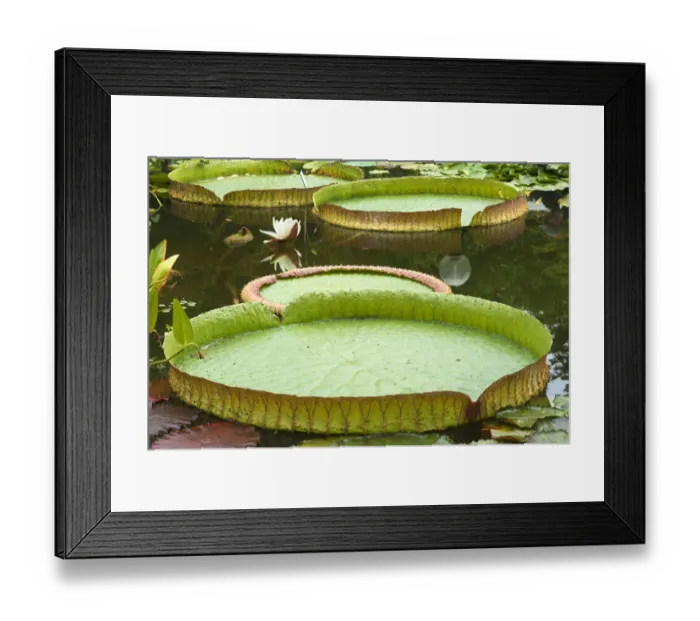 Framed Print : Leaves the Irupe or Santa Cruz Water Lily -Victoria cruziana-, Bavaria, Germany