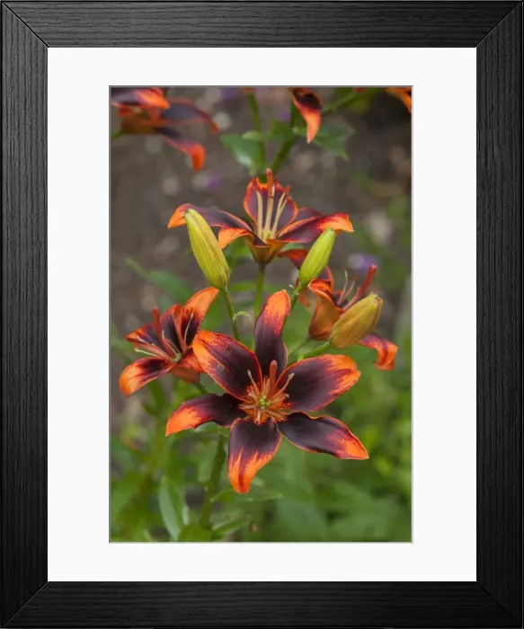 Framed Print : Lilies -Lilium-, Bavaria, Germany Framed Print : Lilies -Lilium-, Bavaria, Germany