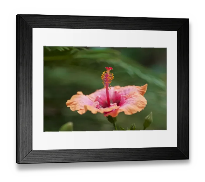 Framed Print : Hibiscus flower -Hibiscus-, Bavaria, Germany Framed Print : Hibiscus flower -Hibiscus-, Bavaria, Germany
