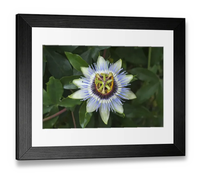 Framed Print : Flower of a Passion Flower -Passiflora sp. -, Bavaria, Germany Framed Print : Flower of a Passion Flower -Passiflora sp. -, Bavaria, Germany