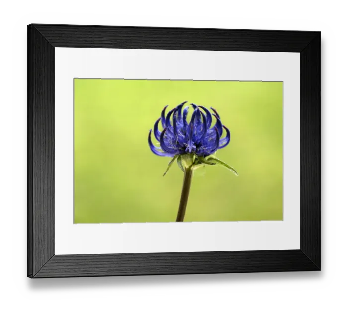Framed Print : Round-headed Rampion -Phyteuma orbiculare-, Bavaria, Germany Framed Print : Round-headed Rampion -Phyteuma orbiculare-, Bavaria, Germany